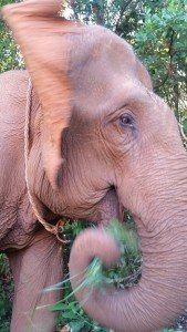 A close up on an elephant's face, side view. The elephant wears a rope collar. It is feeding itself greenery, which is in its trunk. It's ears are flapping forwards.