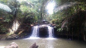 A waterfall, with the water split into two channels as it tumbles off the cliff and into a pool. Surrounded by palm and other trees.
